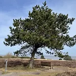 Strandläufernest